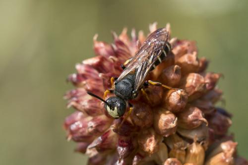 Réf. 267 695 : Cerceris tenuivittata